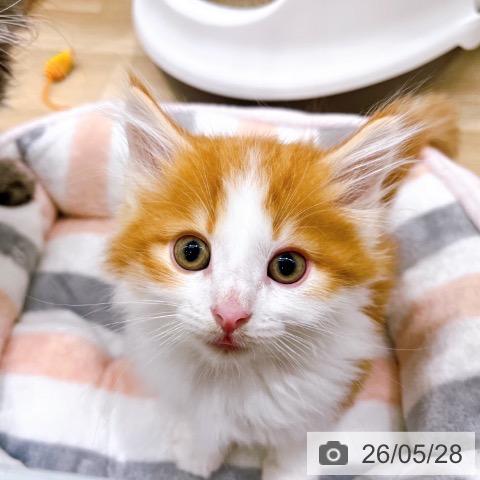 ノルウェージャンフォレストキャットの写真