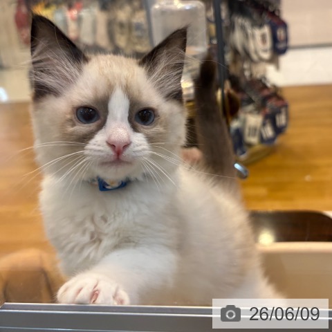 京都府のラグドール (ペットプラス イオンモールKYOTO店/2026年3月26日生まれ/男の子/シールポイントバイカラー)の子猫の3枚目の画像