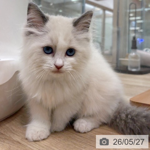 ラグドールの写真