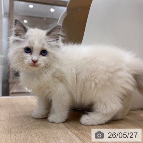 ラグドールの写真
