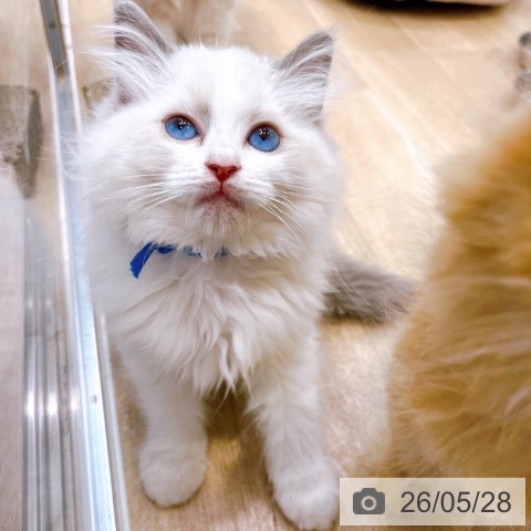 ラグドールの写真