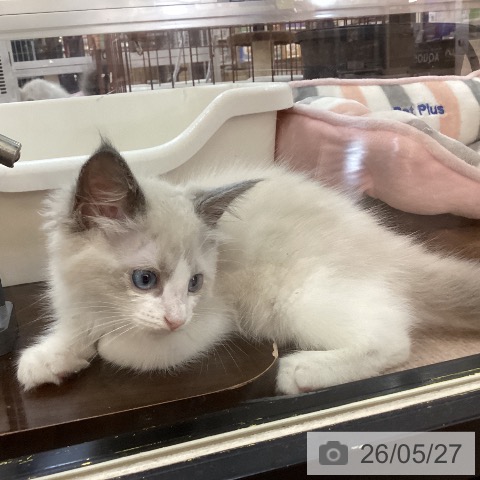 ラグドールの写真