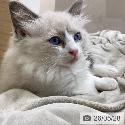 ラグドールの写真