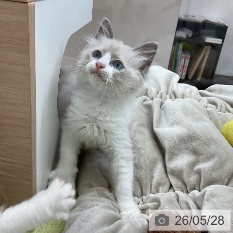 ラグドールの写真