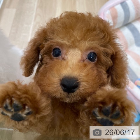 東京都のトイプードル(トイ) (ペットプラス MARK IS 葛飾かなまち店/2026年3月26日生まれ/男の子/レッドフォーン)の子犬の4枚目の画像