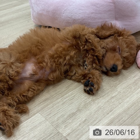 新潟県のトイプードル(トイ) (ペットプラス 新潟南店/2026年3月26日生まれ/男の子/レッドフォーン)の子犬の3枚目の画像
