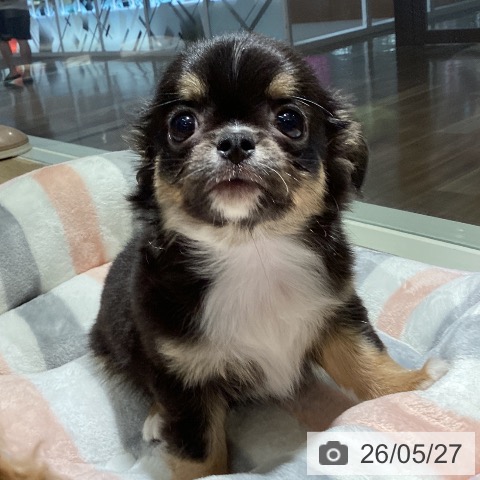 チワワの写真