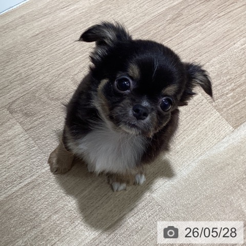 チワワの写真