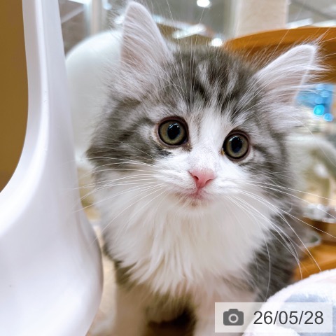 ノルウェージャンフォレストキャットの写真