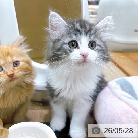 ノルウェージャンフォレストキャットの写真