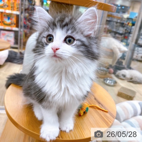 大阪府のノルウェージャンフォレストキャット (ペットプラス イオン大日店/2026年3月22日生まれ/男の子/シルバークラシックタビーホワイト)の子猫の4枚目の画像