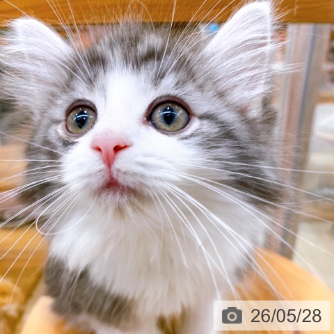 大阪府のノルウェージャンフォレストキャット (ペットプラス イオン大日店/2026年3月22日生まれ/男の子/シルバークラシックタビーホワイト)の子猫の3枚目の画像