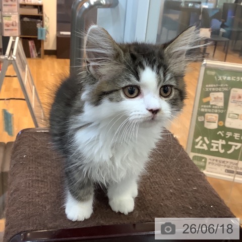 京都府のラガマフィン (ペットプラス イオンモールKYOTO店/2026年3月26日生まれ/女の子/ブラウンタビーホワイト)の子猫の3枚目の画像
