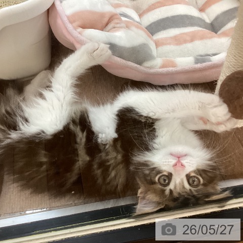 メインクーンの写真