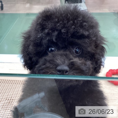 埼玉県のトイプードル(トイ) (ペットプラス 上尾店/2026年3月27日生まれ/男の子/シルバー)の子犬の3枚目の画像