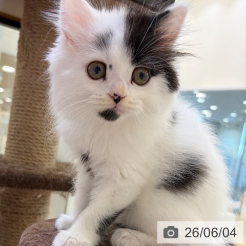 大阪府のスコティッシュフォールド (ペットプラス 堺北花田店/2026年3月18日生まれ/男の子/ホワイトブラック)の子猫の4枚目の画像
