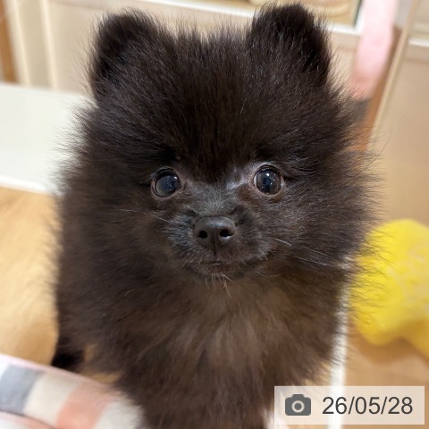 ポメラニアンの写真