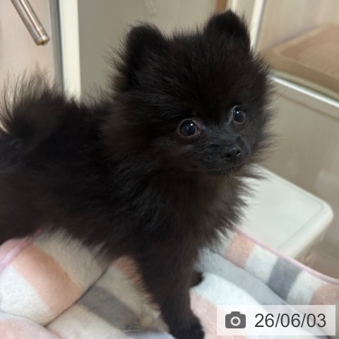 ポメラニアンの写真