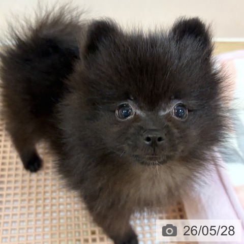 ポメラニアンの写真