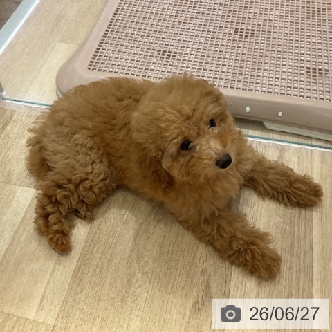 長野県のトイプードル(トイ) (ペットプラス 長野店/2026年3月27日生まれ/女の子/アプリコット)の子犬の4枚目の画像