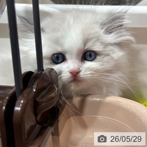 兵庫県のラグドール (ペットプラス 神戸三宮店/2026年3月23日生まれ/男の子/ブルーポイントバイカラー)の子猫の3枚目の画像