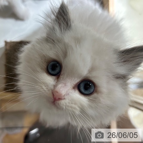 兵庫県のラグドール (ペットプラス 神戸三宮店/2026年3月23日生まれ/男の子/ブルーポイントバイカラー)の子猫の3枚目の画像