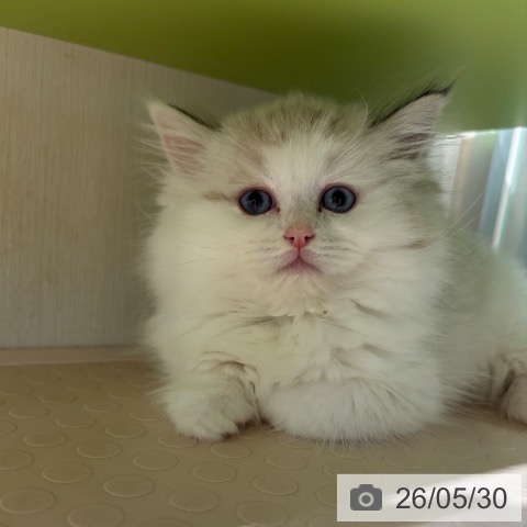 ラグドールの写真