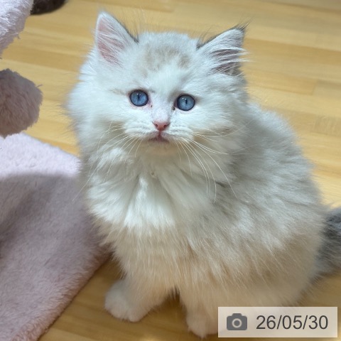 ラグドールの写真