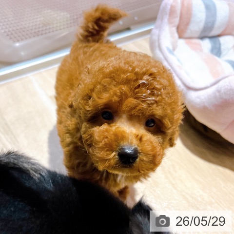 大阪府のトイプードル(トイ) (ペットプラス イオン大日店/2026年3月23日生まれ/男の子/レッド)の子犬の4枚目の画像