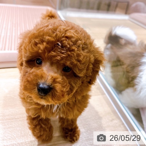 大阪府のトイプードル(トイ) (ペットプラス イオン大日店/2026年3月23日生まれ/男の子/レッド)の子犬の3枚目の画像