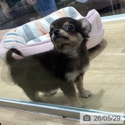 大阪府のチワワ(ロング) (ペットプラス 四條畷店/2026年3月30日生まれ/男の子/ブラックタンホワイト)の子犬の4枚目の画像