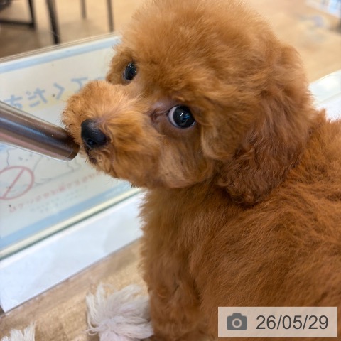 大阪府のトイプードル(トイ) (ペットプラス 堺北花田店/2026年3月30日生まれ/男の子/レッド)の子犬の4枚目の画像