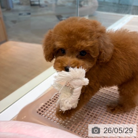大阪府のトイプードル(トイ) (ペットプラス 堺北花田店/2026年3月30日生まれ/男の子/レッド)の子犬の3枚目の画像