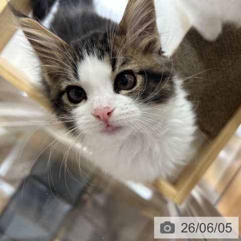 兵庫県のメインクーン (ペットプラス 神戸三宮店/2026年3月29日生まれ/女の子/ブラウンタビーホワイト)の子猫の3枚目の画像