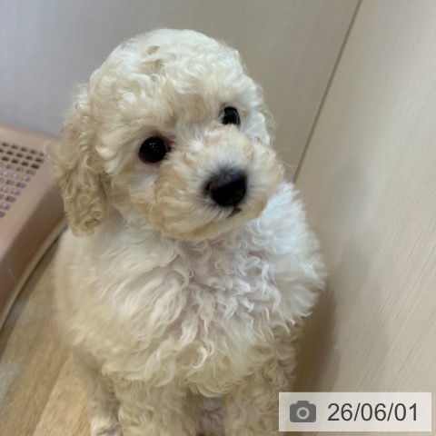 京都府のトイプードル(トイ) (ペットプラス イオンモールKYOTO店/2026年3月30日生まれ/男の子/クリーム)の子犬の3枚目の画像