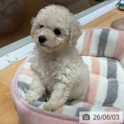 奈良県のトイプードル(トイ) (ペットプラス 大和郡山店/2026年3月30日生まれ/女の子/クリーム)の子犬の4枚目の画像