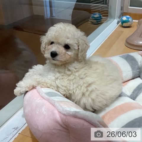 奈良県のトイプードル(トイ) (ペットプラス 大和郡山店/2026年3月30日生まれ/女の子/クリーム)の子犬の3枚目の画像