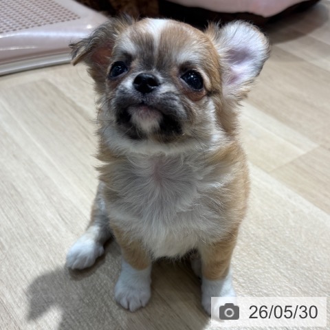 チワワの写真