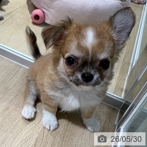 チワワの写真