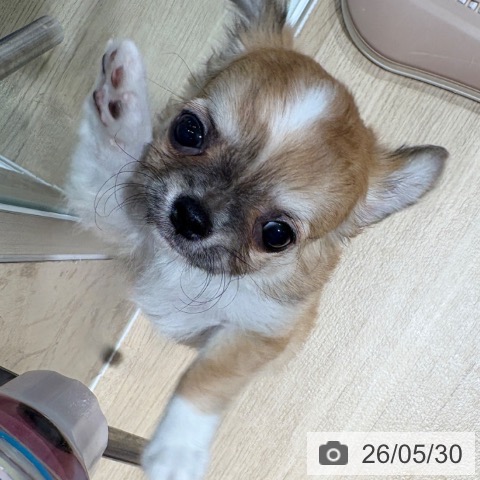チワワの写真