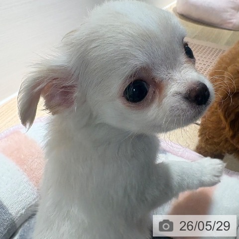 チワワの写真