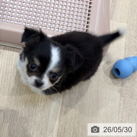 チワワの写真