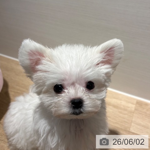 マルチーズの写真