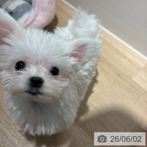 マルチーズの写真