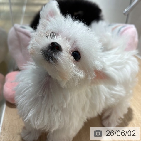 マルチーズの写真