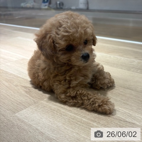 トイ・プードルの写真