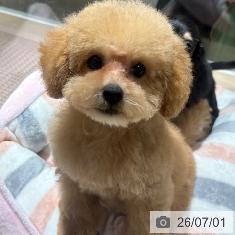 兵庫県のトイプードル(トイ) (ペットプラス 神戸三宮店/2026年4月1日生まれ/女の子/クリーム)の子犬の4枚目の画像
