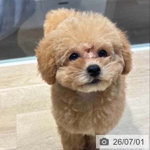 兵庫県のトイプードル(トイ) (ペットプラス 神戸三宮店/2026年4月1日生まれ/女の子/クリーム)の子犬の3枚目の画像