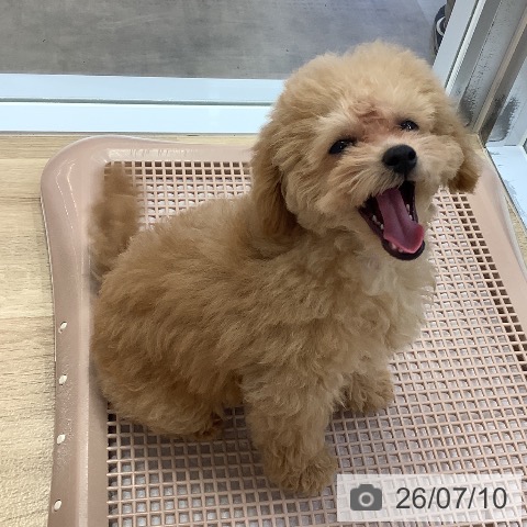 兵庫県のトイプードル(トイ) (ペットプラス 明石店/2026年4月1日生まれ/女の子/クリーム)の子犬の3枚目の画像