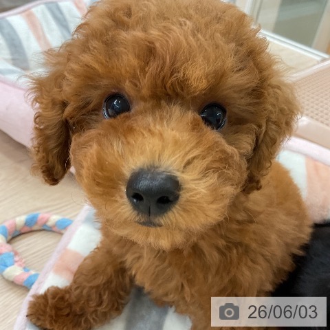 大阪府のトイプードル(トイ) (ペットプラス ららぽーと和泉店/2026年3月28日生まれ/男の子/レッドフォーン)の子犬の4枚目の画像